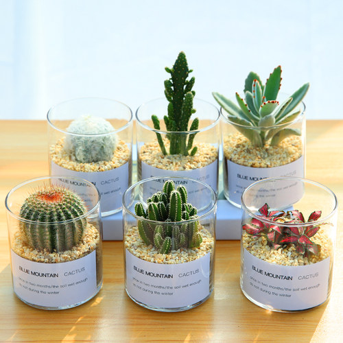 仙人掌盆栽多肉植物开花桌面电脑