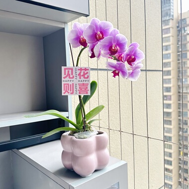 CC粉蝴蝶兰花盆栽盆景室内客厅办公室桌面观花好看花卉绿植好养