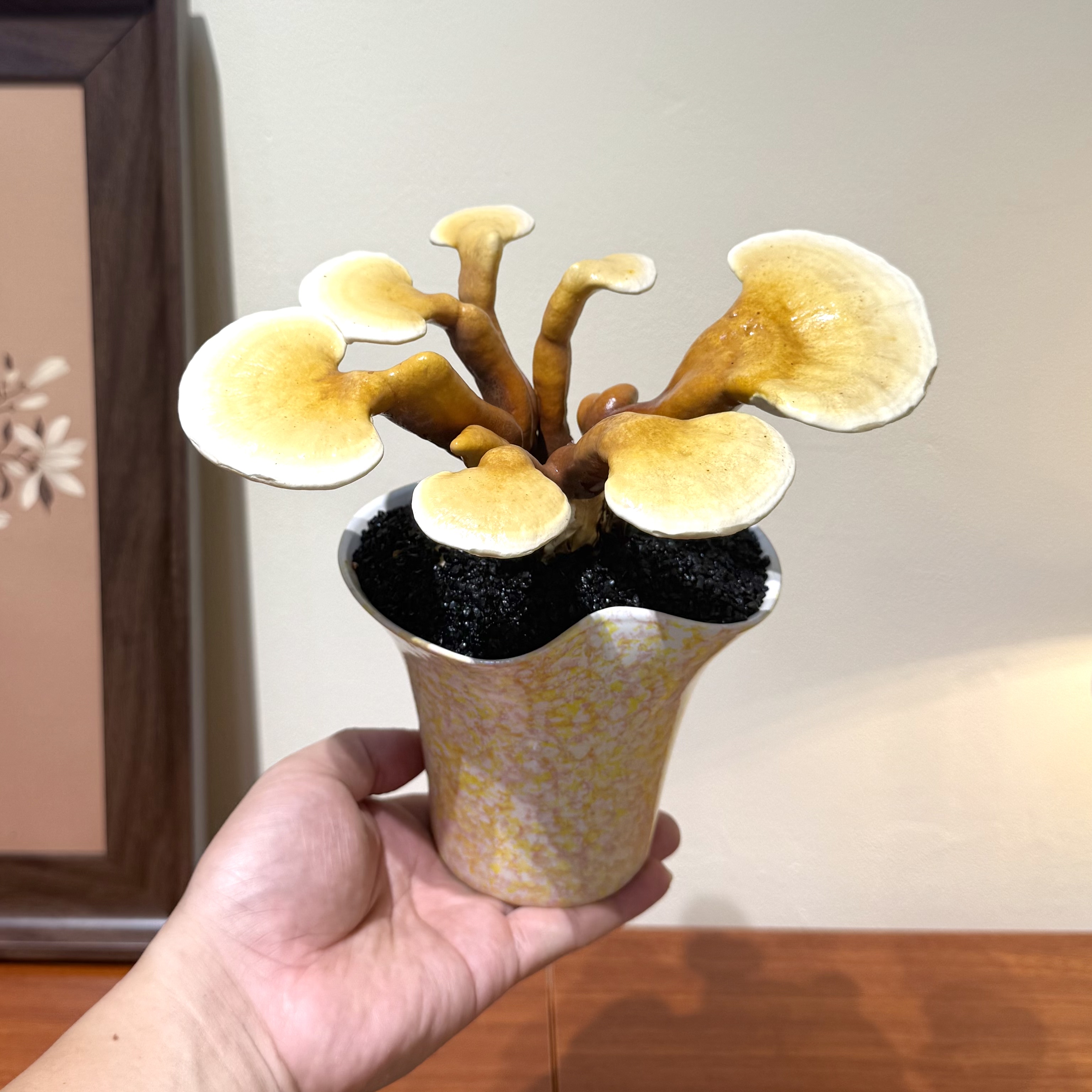 灵芝盆栽植物客厅办公室茶桌好养图片