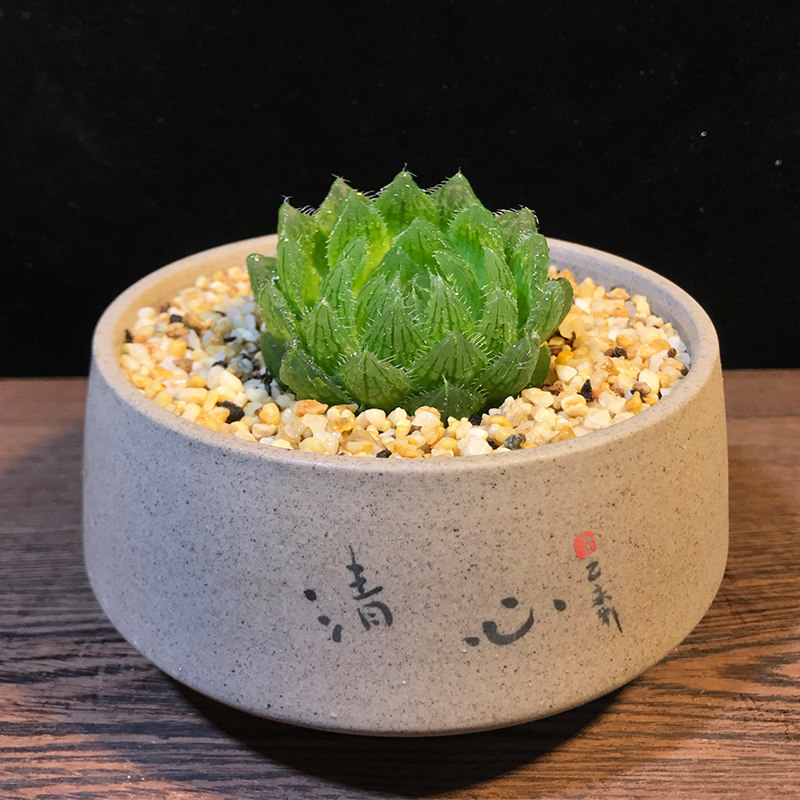 73樱水晶玉露多肉植物稀有贵货高端品种肉肉植透明超萌多肉盆栽花