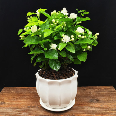 茉莉花盆栽室内开花观花植物阳台花卉盆栽驱蚊四季净化空气绿植苗 虎窝淘