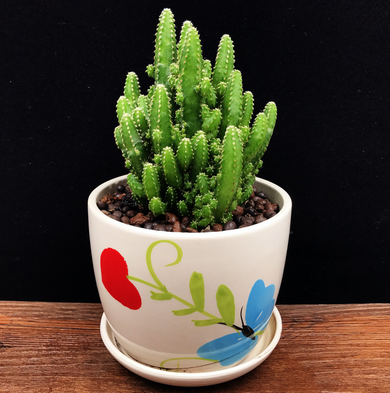 万重山仙人掌小盆栽盆景室内办公室阳台花卉多肉绿植吸甲醛好养活