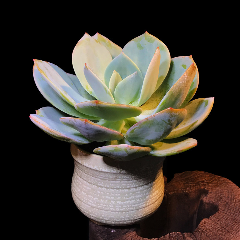 百花村玉凤莲花掌型多肉盆栽室内阳台办公室花卉绿植盆景好养活