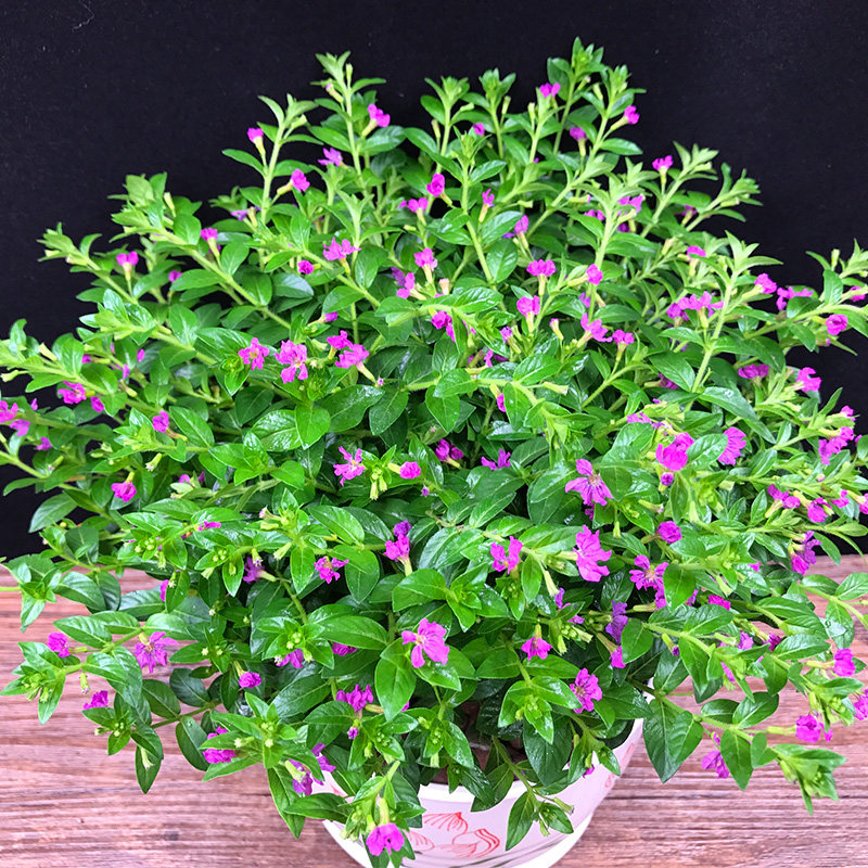 满天星四季花期盆栽绿植