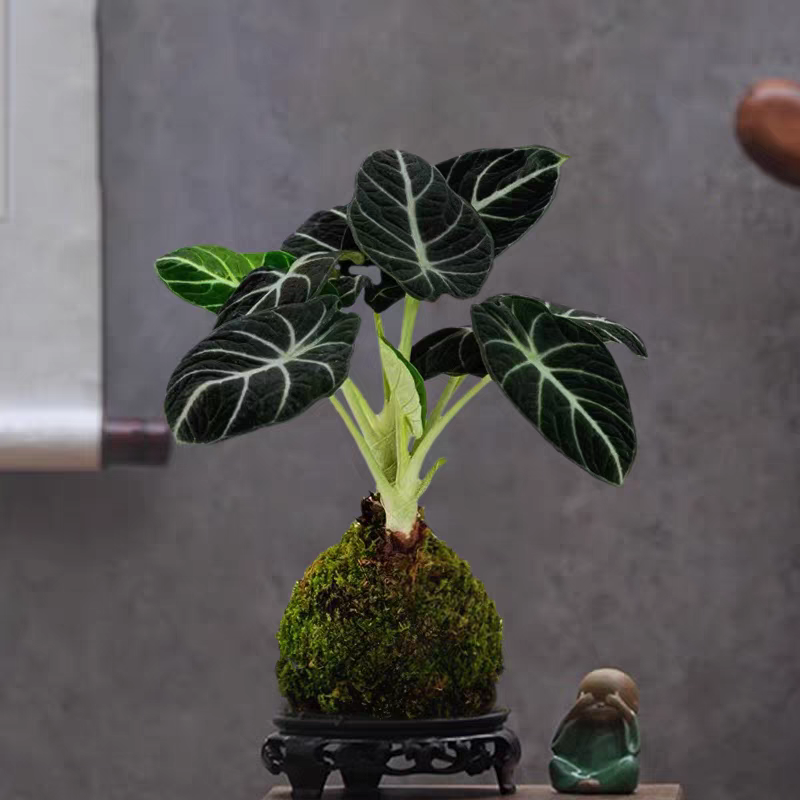 黑天鹅海芋苔藓球北欧风水培植物室内茶桌净化空气吸甲醛绿植盆栽