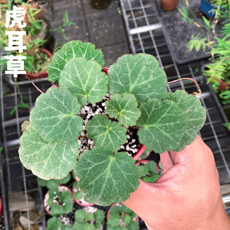姬虎耳草  御所车七变化金钱菖蒲附石水陆缸造景盆栽室内阳台花卉