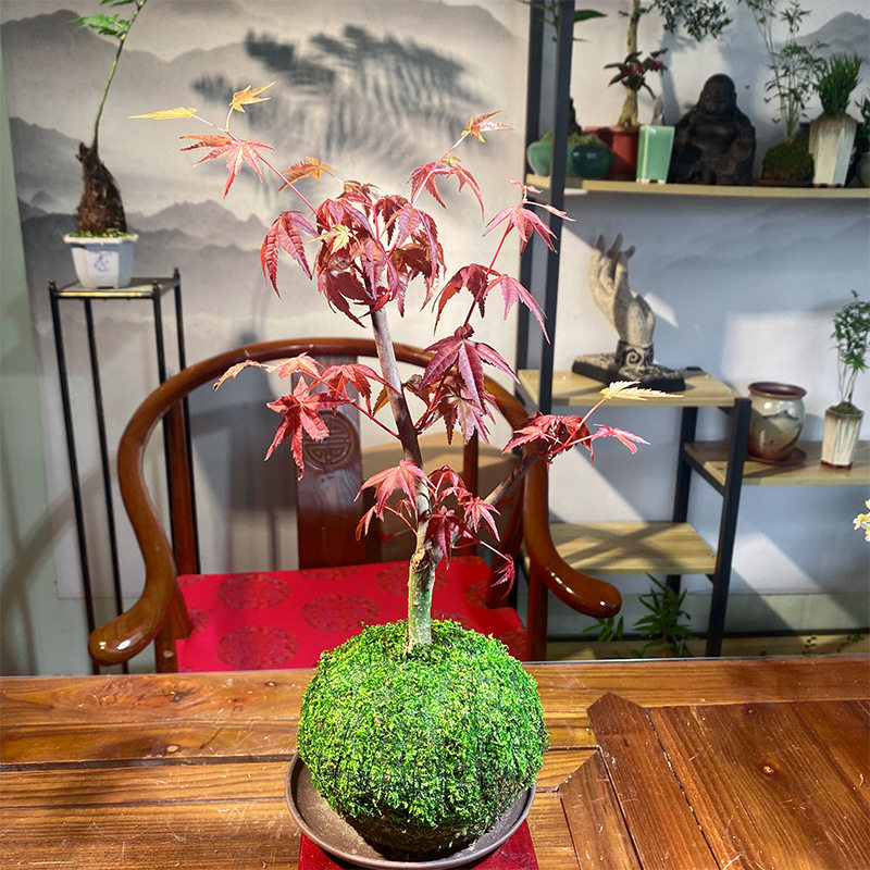 苔藓求红枫四季好养活室内桌面盆栽老桩耐寒观叶植物红舞姬树苗盆