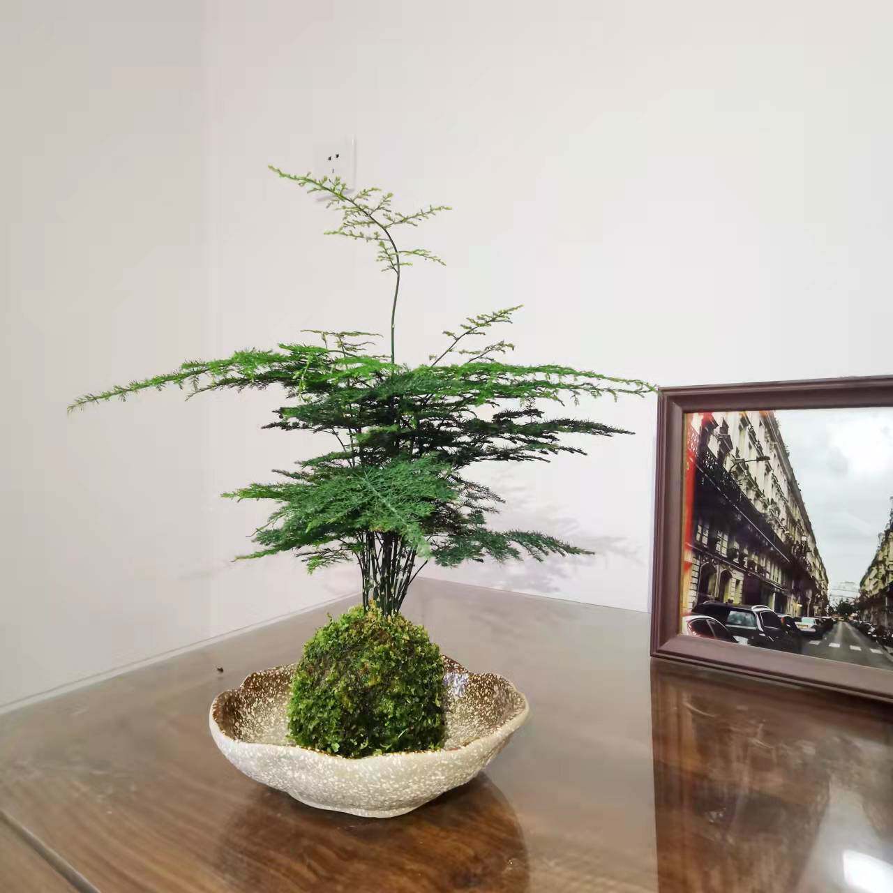 苔藓球文竹盆栽盆景室内办公桌好养防辐射苔玉文竹创意中式禅意