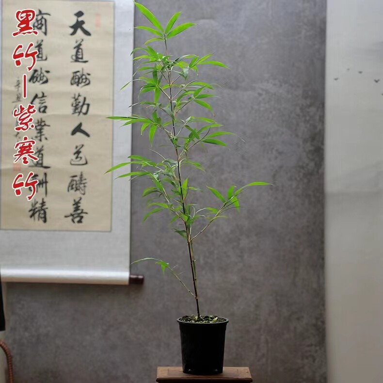 黑竹紫寒竹朱竹红寒竹耐寒室内阳台绿植国风禅意书房茶室造型盆栽