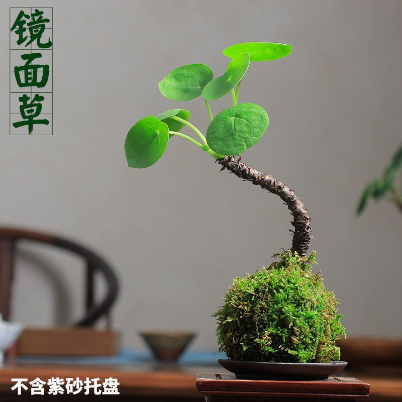 苔藓球镜面草创意苔玉植物老桩铜钱草盆栽书房办公桌禅意绿植