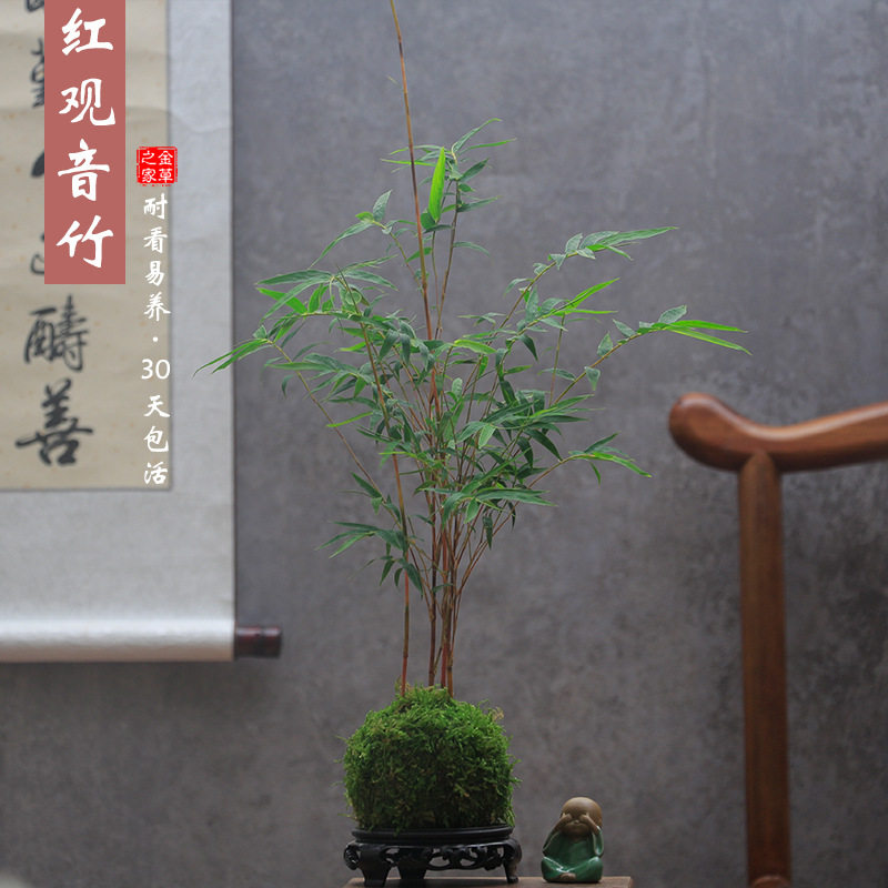 红观音竹苔玉水培红竹苔藓球植物竹子球型公桌水养绿植四季常青