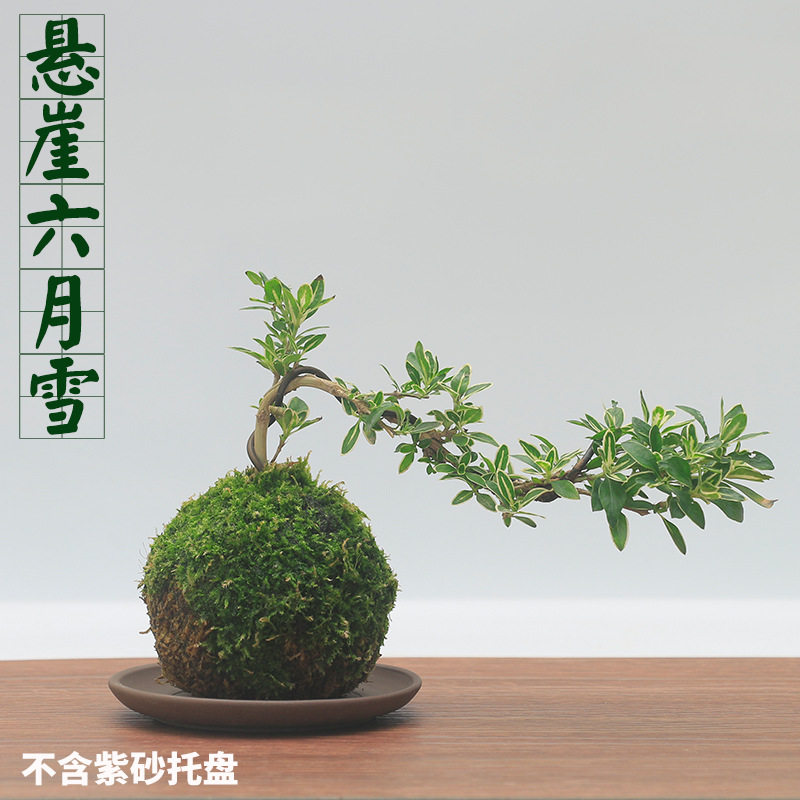 金边六月雪 附石盆景 提根白花红花六月雪悬崖盆栽迷你造型微盆景