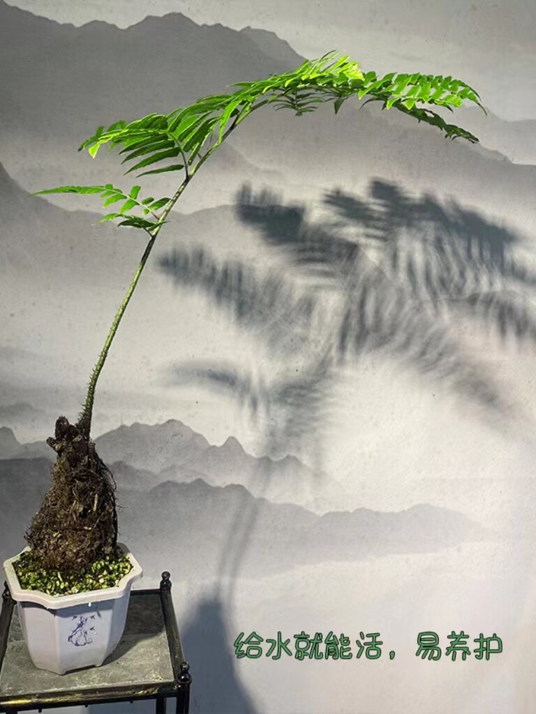 红磷蕨一叶蕨狗脊蕨苔藓球盆栽老桩网红蕨类水培室内盆栽禅意植物