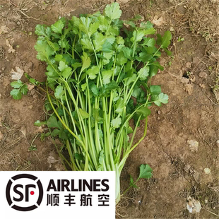 【顺丰空运】东北蘸酱菜香菜大地香菜空运包邮