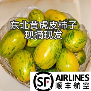 【顺丰空运】东北特产黄皮柿子黄虎皮柿子4斤包邮