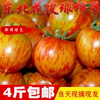 東北花皮球農(nóng)家小園種植4斤包郵