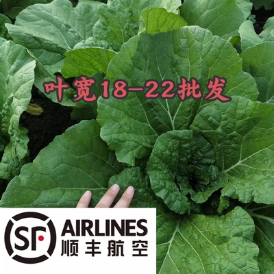 【顺丰空运非商用】东北饭包中小叶叶宽18-22厘米120片顺丰包邮