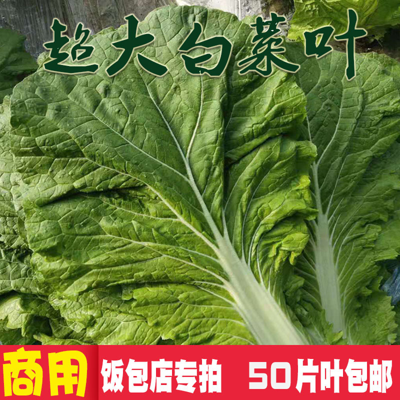 【现摘现发】东北新鲜饭包叶超大白菜叶饭包店商用叶50片100片-封面