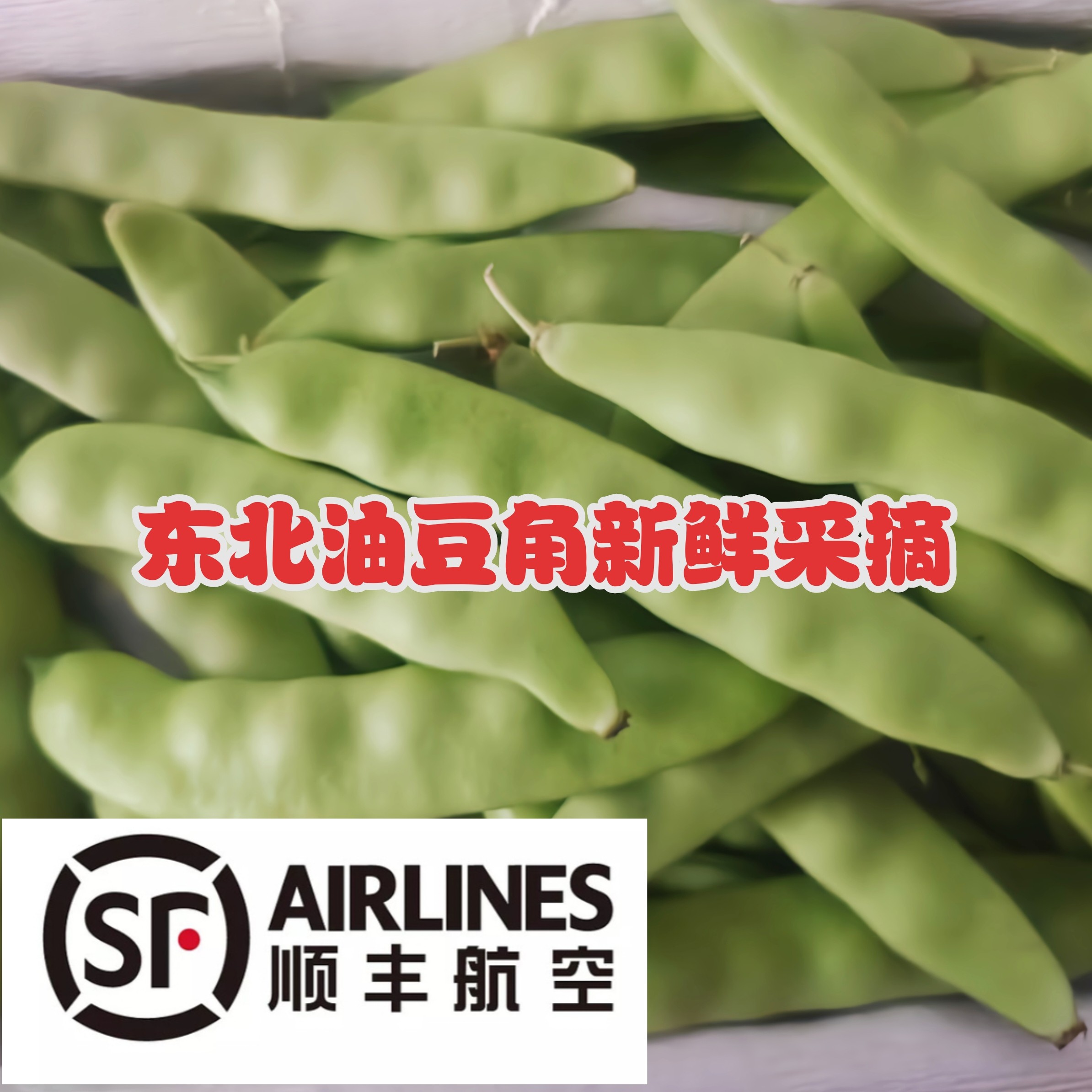 【顺丰空运】东北油豆角开锅烂新鲜采摘顺丰空运包邮发货图片