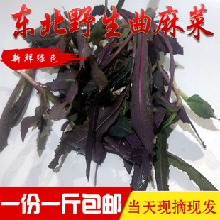 曲麻菜新鲜 苦菜东北野生山菜 蘸酱菜山野菜苦麻菜苣荬菜一份500g