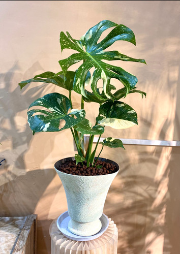 洒金龟背竹盆栽室内客厅好养水培植物老桩大型绿植净化空气水养