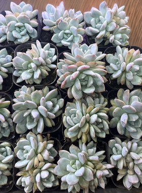 多肉植物橙梦露双头三头混合15颗