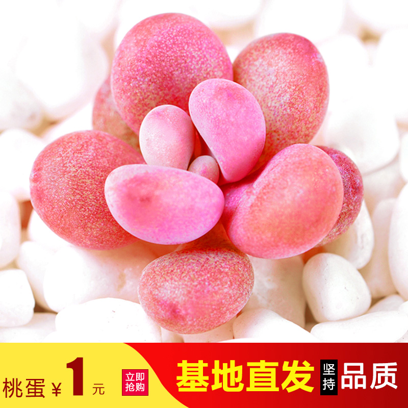 AK多肉花卉园艺 多肉植物组合盆栽 桃蛋肉嘟嘟室内植物 满额包邮
