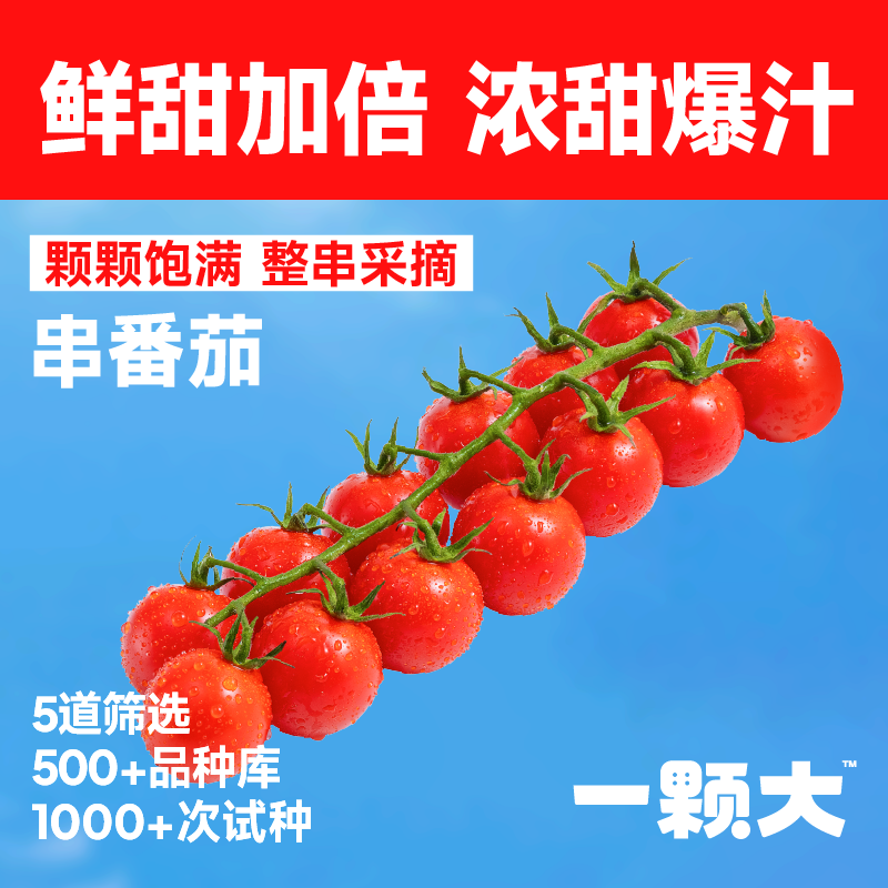 【一颗大】串收樱桃番茄水果西红柿千禧小番茄新鲜自然熟非圣女果怎么样,好用不?