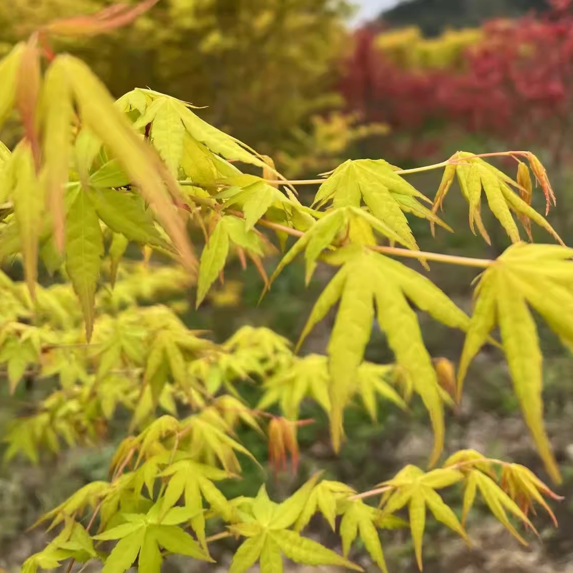 日本黄金枫《茜空》 庭院造景高1米~3米大苗盆栽枫树