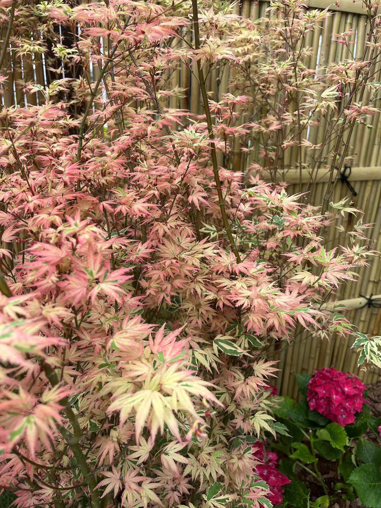 花叶品种 蝴蝶锦 阳台 盆栽 花园地栽绿植 枫树
