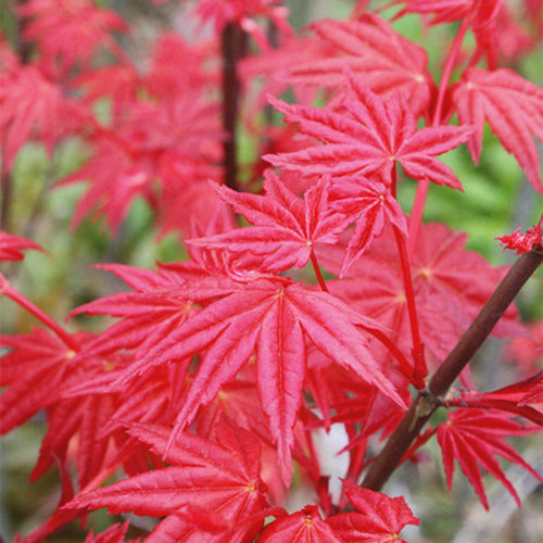 红枫出猩猩价格 红枫出猩猩图片 星期三