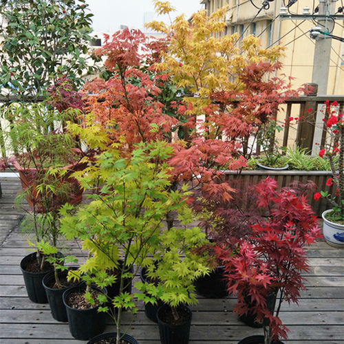 枫树红枫树苗庭院花园马洋亭下