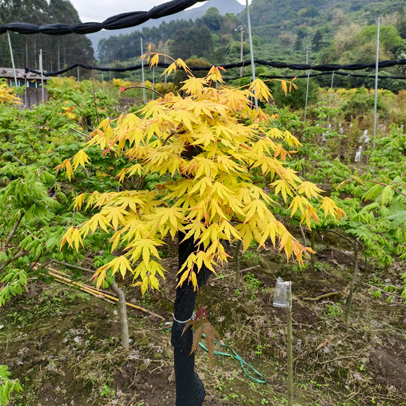 黄金流泉枫树 盆栽红枫树苗花园植物庭院树主树黄金枫阳台四季