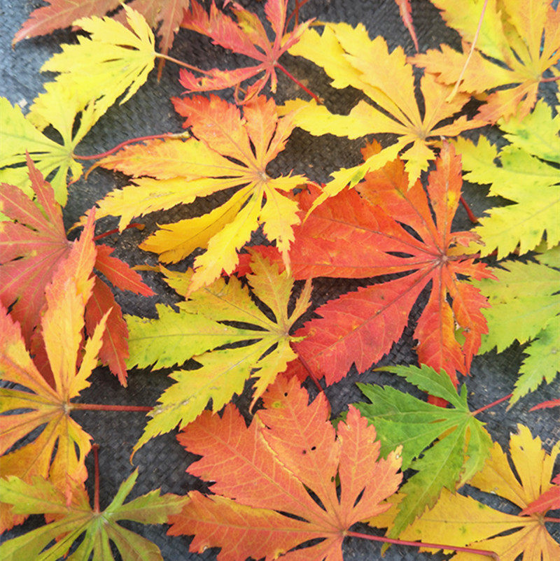 Yellow maple Japan Maple Potted plant Maple maple Red leaves Big leaf Breed Maplein the Flower delivery/Flowers simulation/Plants gardening , Garden Plants/Trees/Fruit tree, Foliage/Flowering Shrubs category - from Buy2taobao.com to provide professional Taobao agent buy service