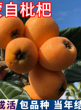 蒙自枇杷树包活包对版现挖发货