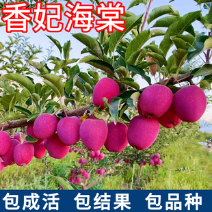 香妃海棠树苗南北方耐寒鸡心果盆栽甜脆小苹果嫁接果树当年结果