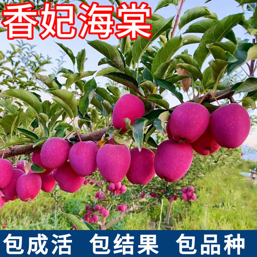 香妃海棠树包成活包品种当年结果