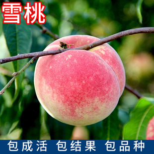 雪桃树果苗南北方庭院地栽特大果树晚熟嫁接盆栽甜脆桃苗当年结果