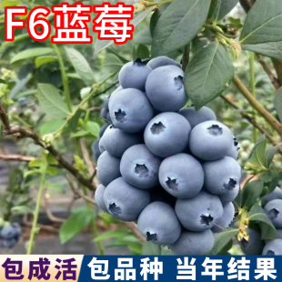F6蓝莓树果苗南北方庭院特大蓝莓树苗盆栽蓝莓嫁接苗大果当年结果