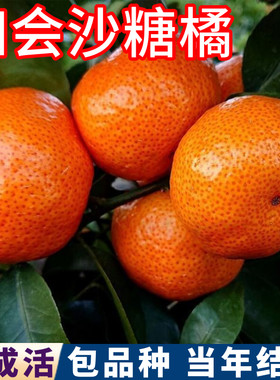 四会砂糖桔苗包品种包活庭院地栽