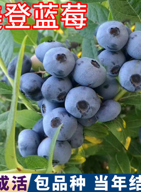 美登蓝莓树苗庭院地栽盆栽包成活