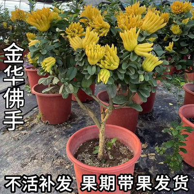 佛手柑基地现挖包活果期带果发货