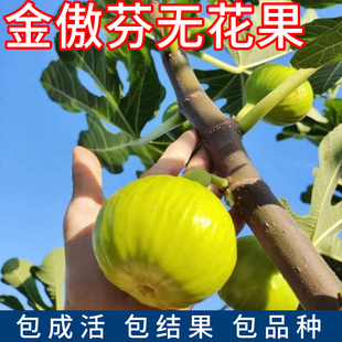 金傲芬无花果苗庭院地栽嫁接树苗南北方盆栽老桩果树耐寒当年结果