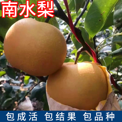 南水梨果苗包成活包品种当年结果