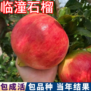 临潼石榴树树苗南北方耐寒果苗盆栽庭院嫁接老桩软籽石榴当年结果