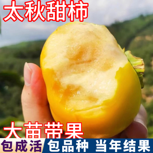 太秋甜柿子树南北方庭院耐寒脆甜柿子树果苗盆栽嫁接大苗当年结果