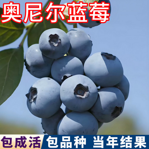 奥尼尔蓝莓树树苗包成活当年结果