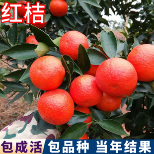 红橘桔子树树苗庭院嫁接苗盆栽橘子树果苗大橘子苗南北方当年结果