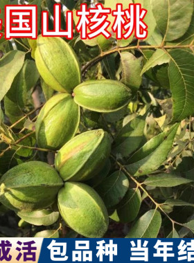 美国山核桃树果苗包成活当年结果