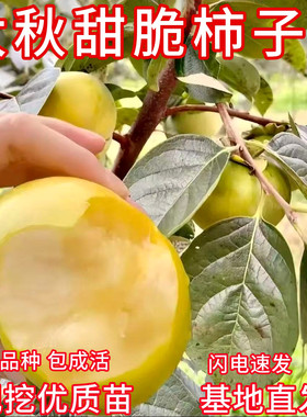 太秋柿子树苗甜脆柿子现挖苗包活